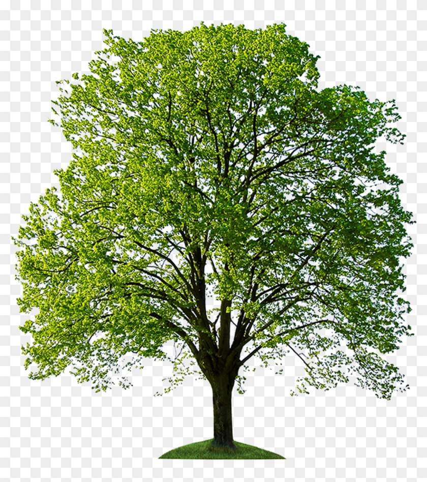 tree for photoshop free download