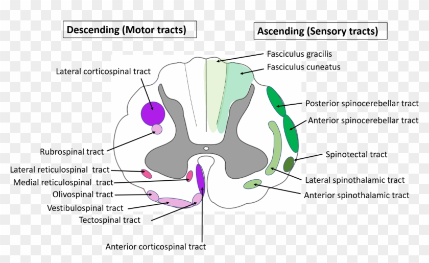 Spinal Cord Anatomy-location Of Ascending And Descending - Transverse ...