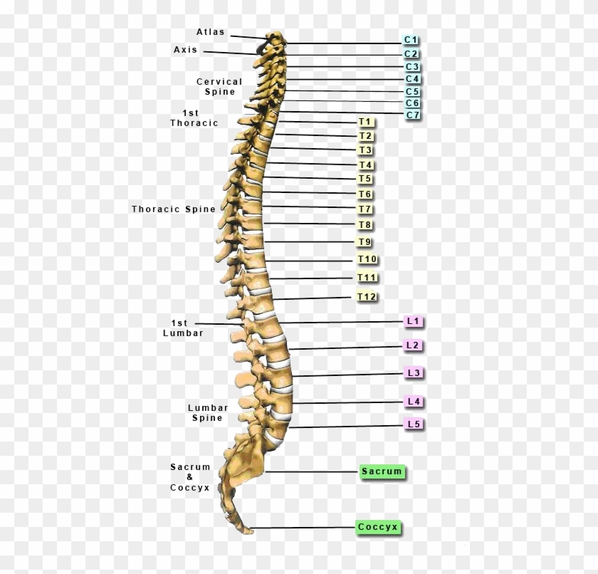 spinal cord bone names