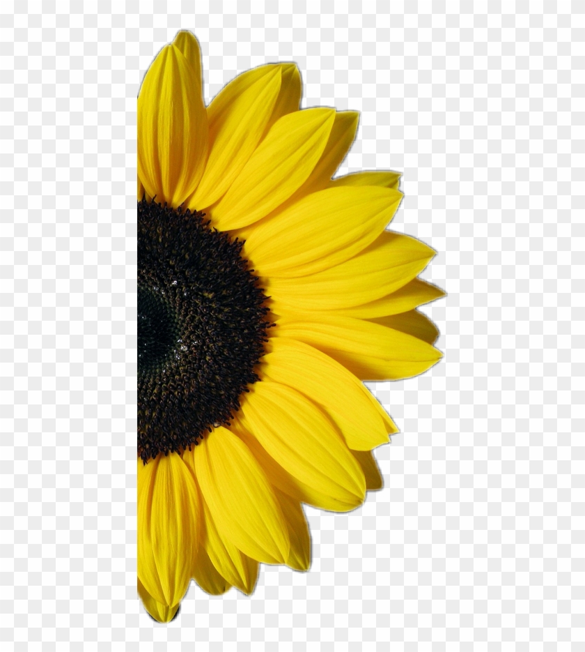 Free Free Yellow Sunflower Svg 274 SVG PNG EPS DXF File