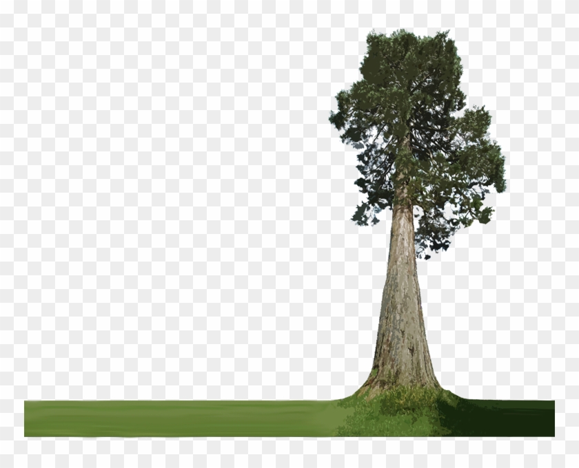 Evergreen Treeline With Transparent Background - Forest Tree Line Png, Png  Download