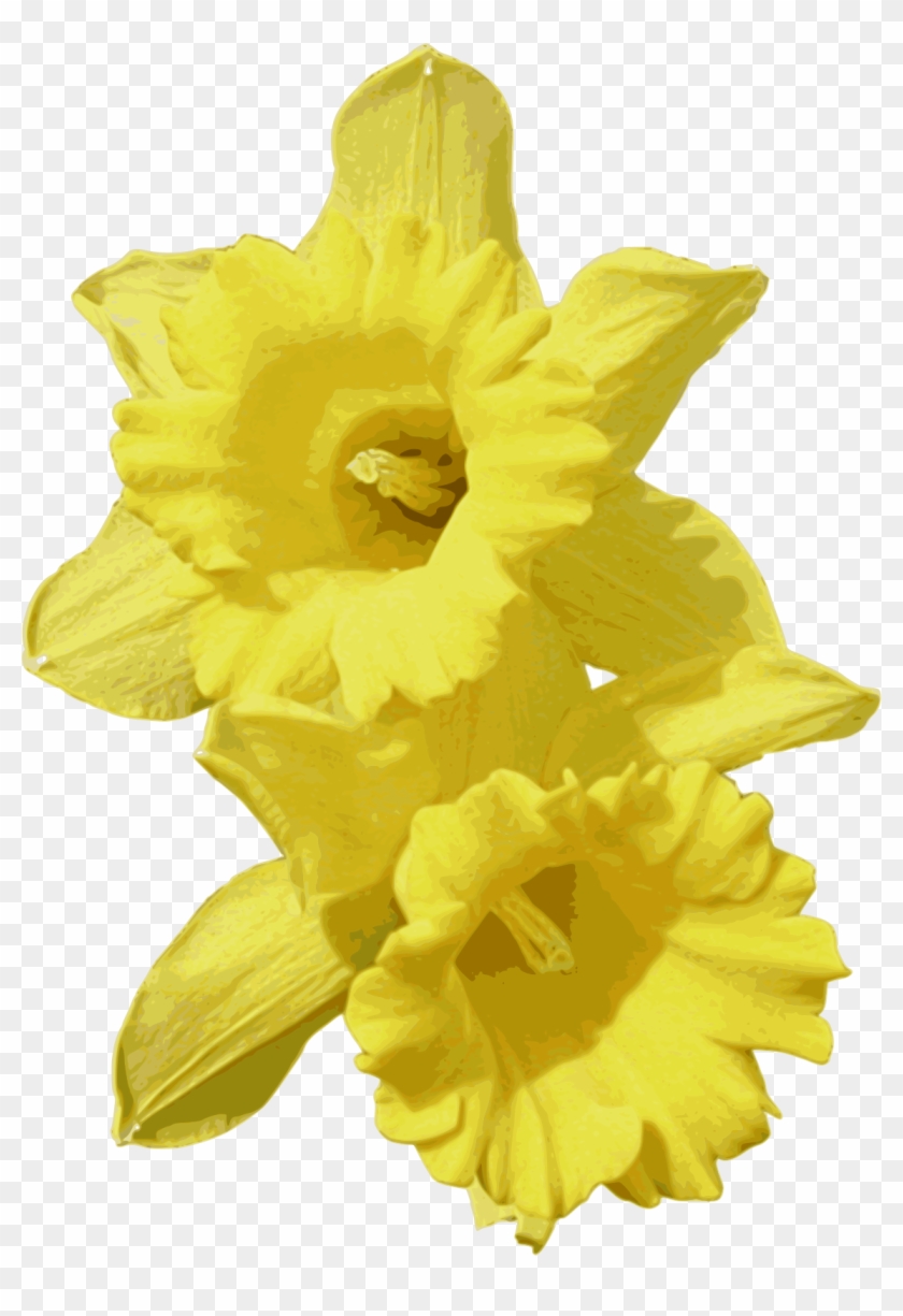 Daffodil Download Computer Icons Flower - Daffodils Png, Transparent ...