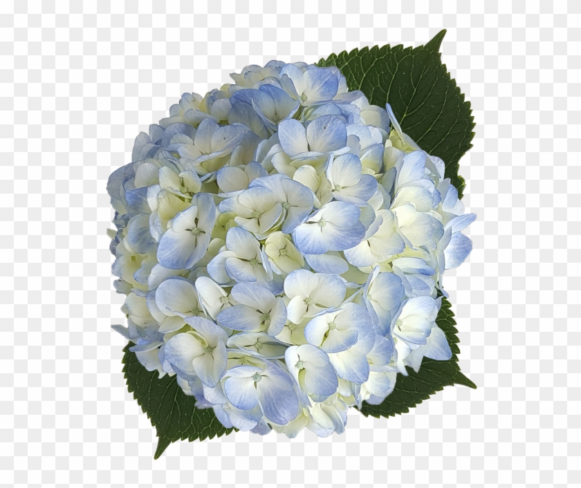 Hydrangea Blue Png, Transparent Png - 700x700(#649367) - PngFind