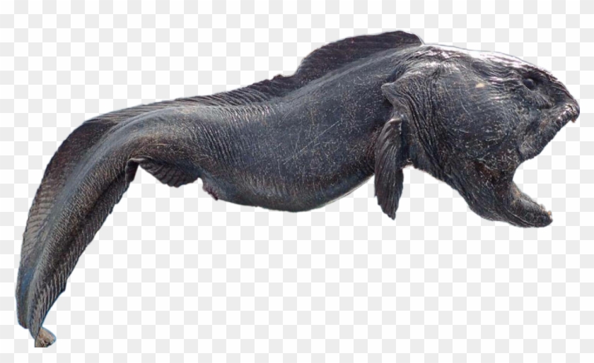 Permalink - Wolf Eel Png, Transparent Png - 1500x845(#6422658) - PngFind