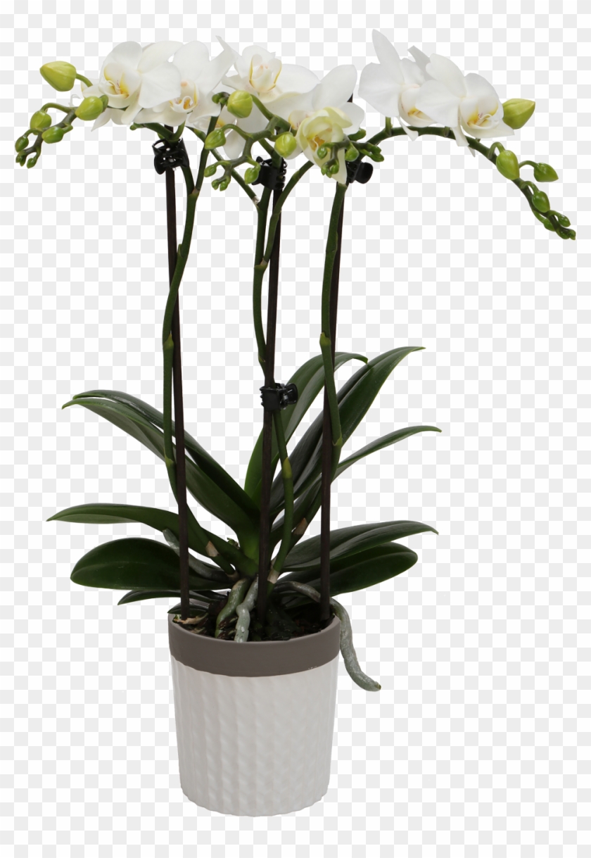 Flower Orchids Little Kolibri Orchids Hd Png Download