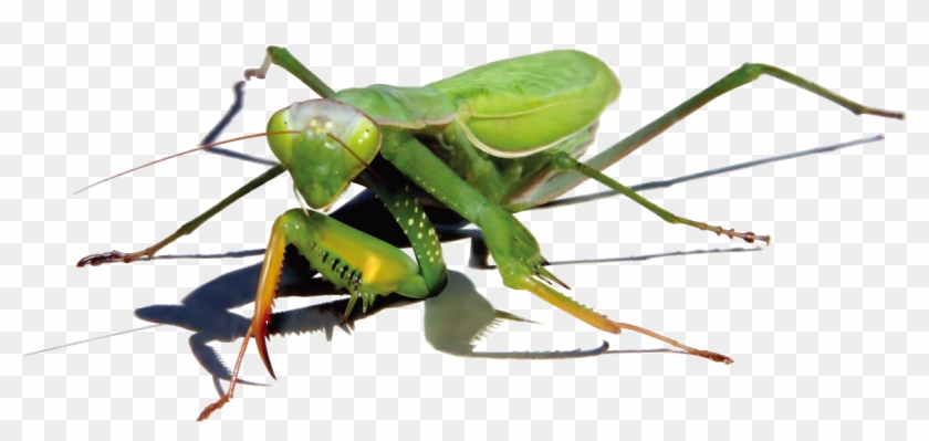 Mantis Png Image - Green Cockroach, Transparent Png - 1181x1181