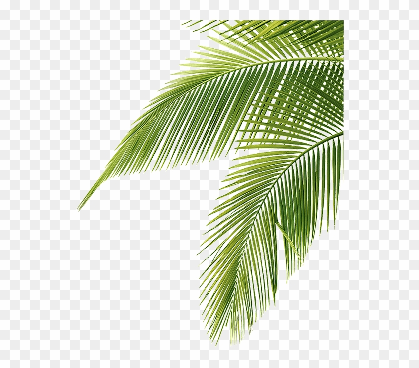 Palm Tree Leaf Png 29 - Palm Tree Leaves Png, Transparent Png - 545x656 ...