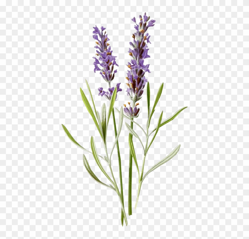 #lavanda #flores #morado #vintage #flower #antiguo - Lavender Botanical