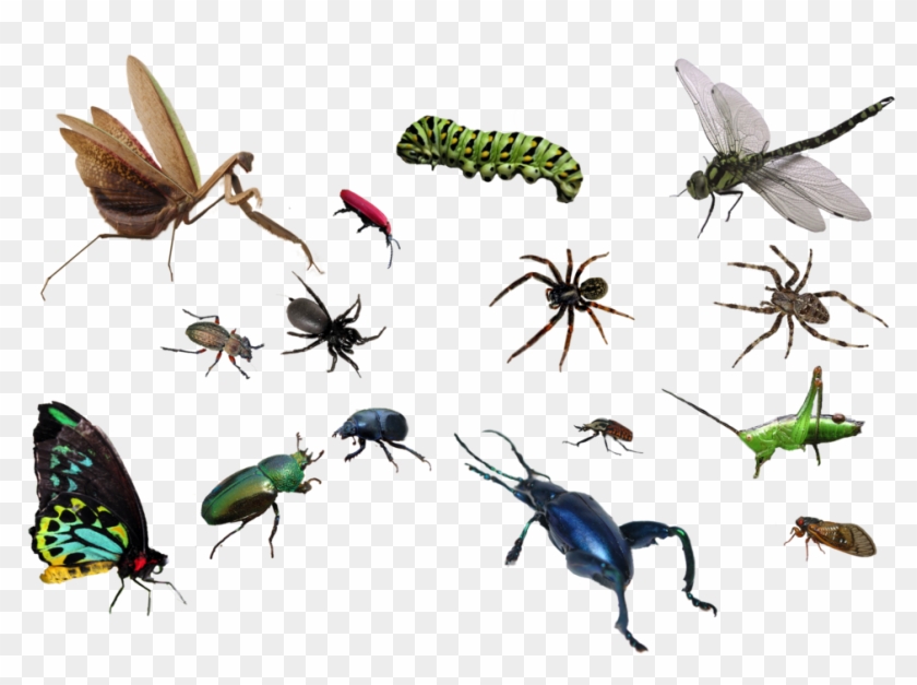 bug png image insect transparent png 1024x683 666692 pngfind bug png image insect transparent png