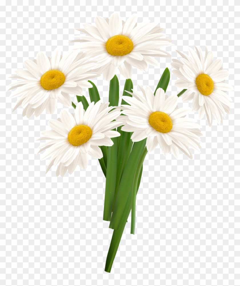 White Camomile Png - White Camomile Flower Png, Transparent Png ...