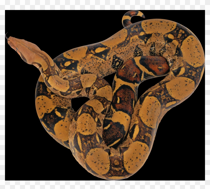 Reticulated Python Snake Png Transparent Png 1600x1364 6601372 Pngfind