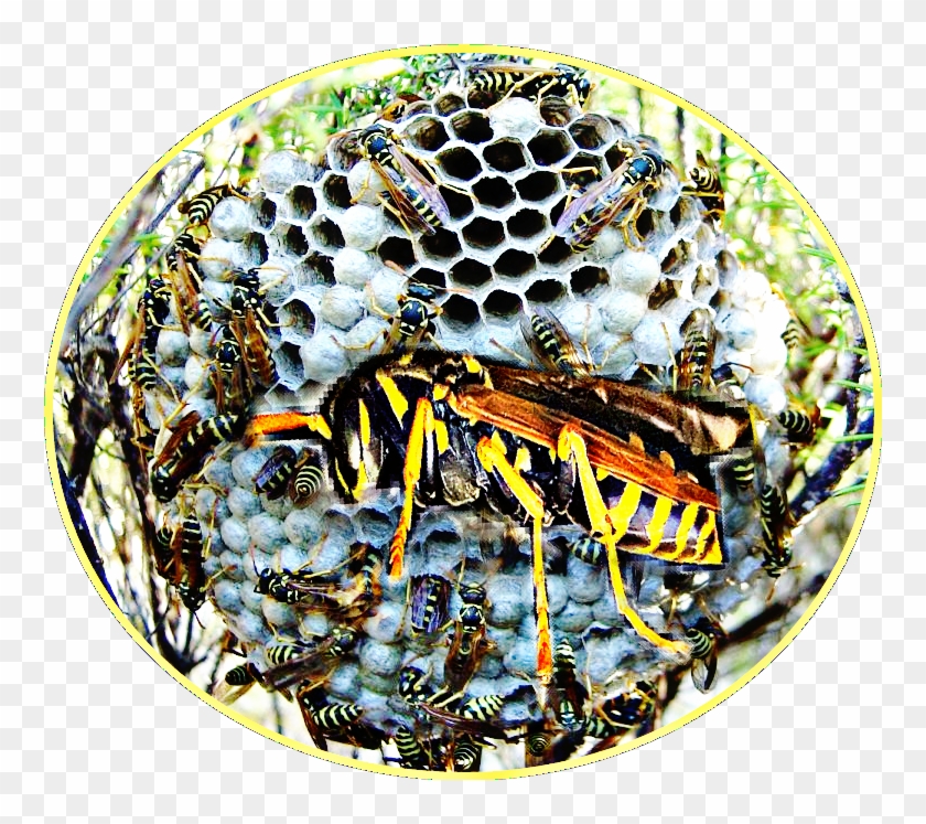 Remove Bees, Wasps, Or Hornets Without Getting Stung - Paper Wasp, HD