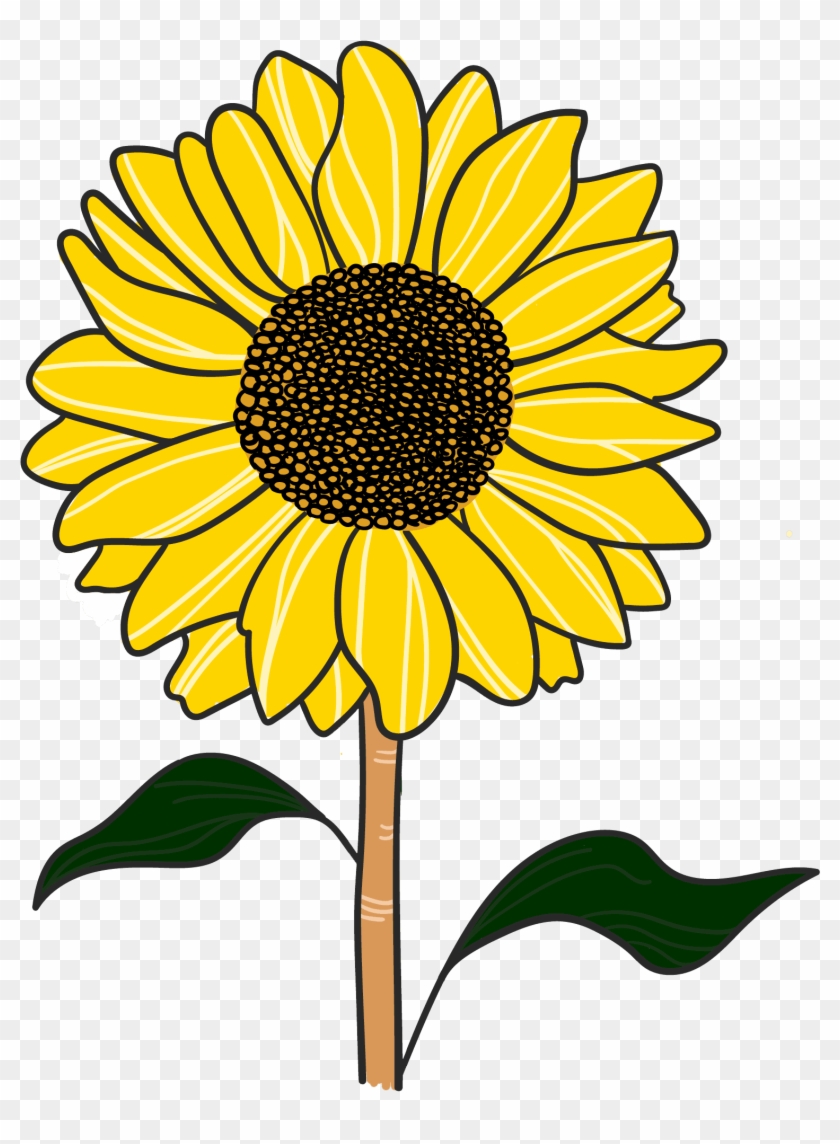 Espacio Girasol - Sunflower, HD Png Download - 1533x2196(#6653489) - PngFind