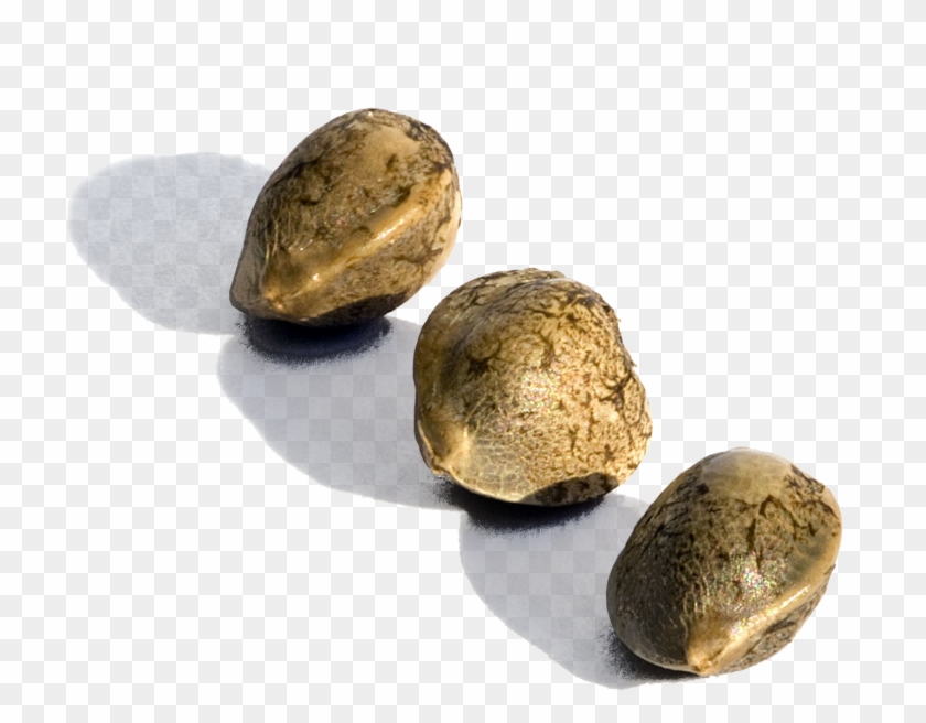 Get Seeds Png Jeglongan Blog