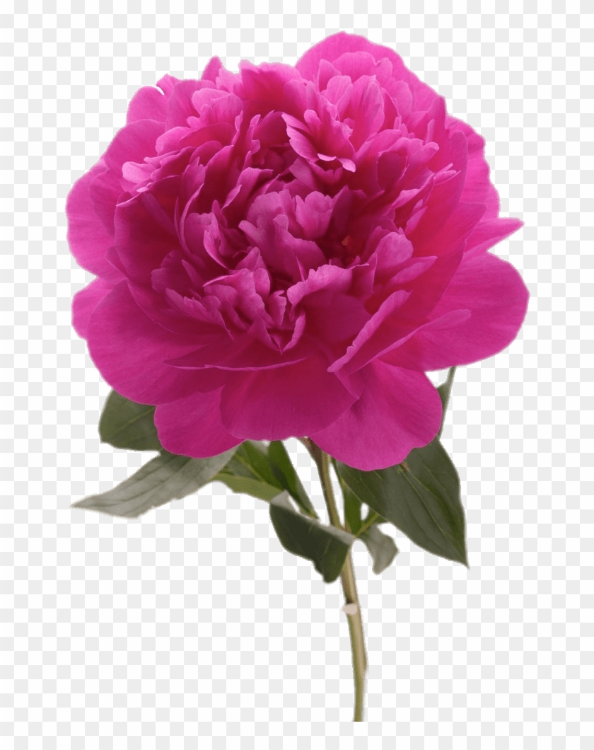 Flowers - Common Peony, HD Png Download - 1200x1200(#677869) - PngFind