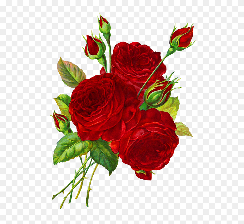 Red Roses Png Rose Drawing Transparent Background Png Download 525x709 Pngfind