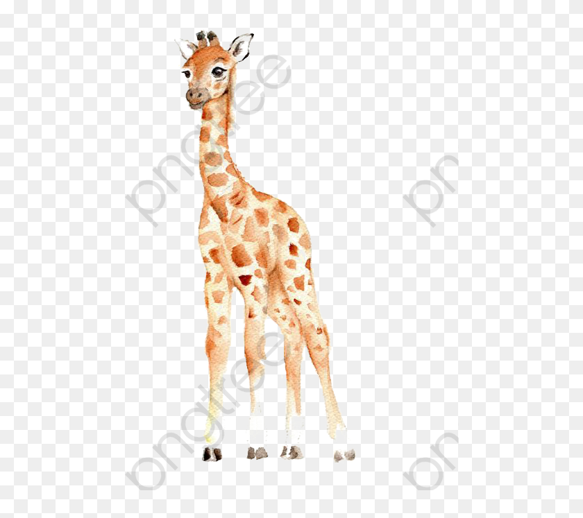 Download Giraffe Clipart Real Baby Giraffe Watercolor Clipart Hd Png Download 482x667 6714491 Pngfind