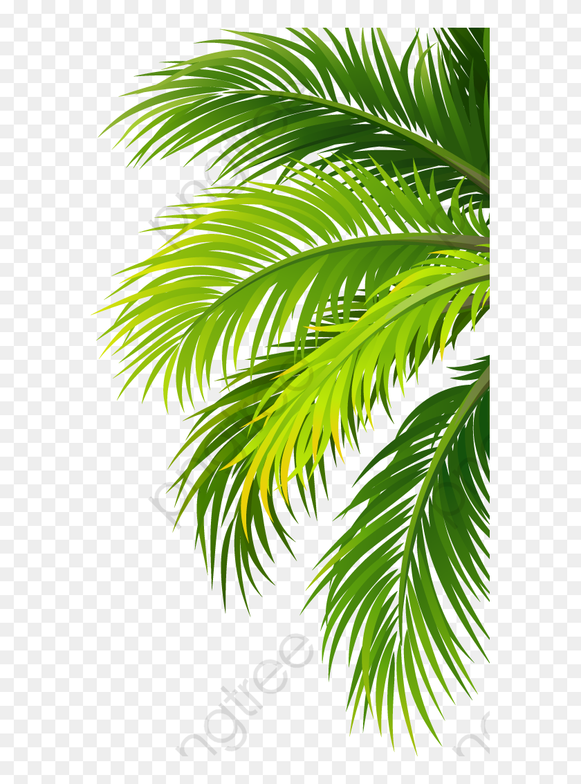 Transparent Palm Leaf Png Coconut Leaf Png Png Download 577x1053 Pngfind