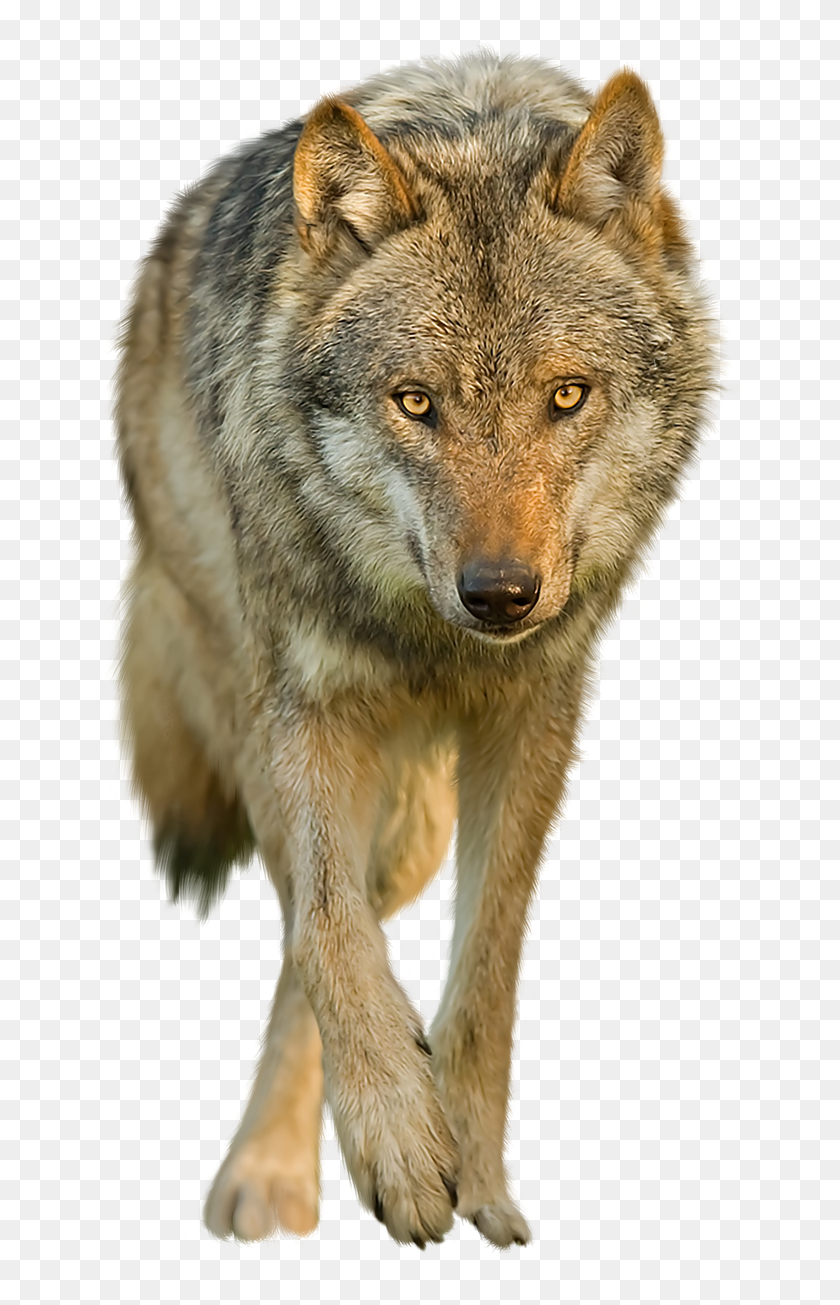 Wolves Transparent Background Wolf Transparent Background Hd Png Download 652x1225 6767316 Pngfind