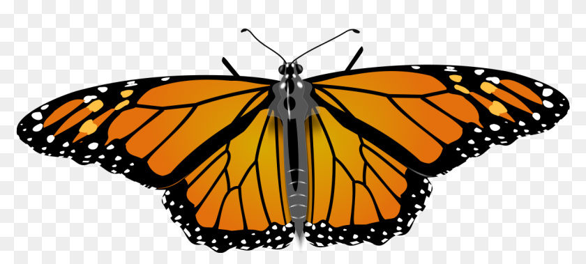 Download File Monarch Butterfly Svg Monarch Butterfly Hd Png Download 1200x502 6786183 Pngfind