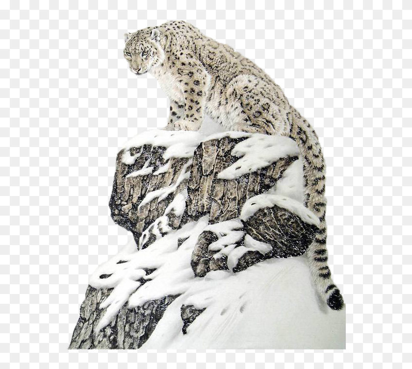 Download Transparent Cheetah Png Chinese Snow Leopard Art Png Download 571x673 6790524 Pngfind
