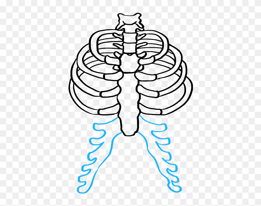 How To Draw Rib Cage - Easy Drawing Of Rib Cage, HD Png Download