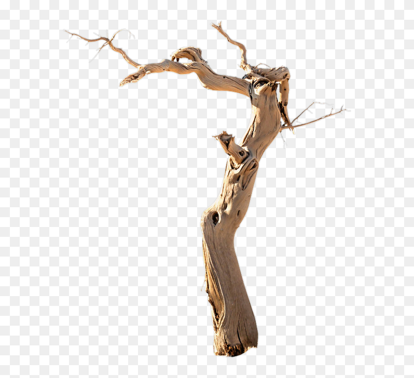 #tronco - Driftwood, HD Png Download - 604x712(#6847910) - PngFind