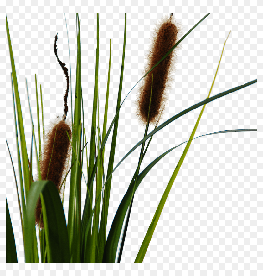 cattails png