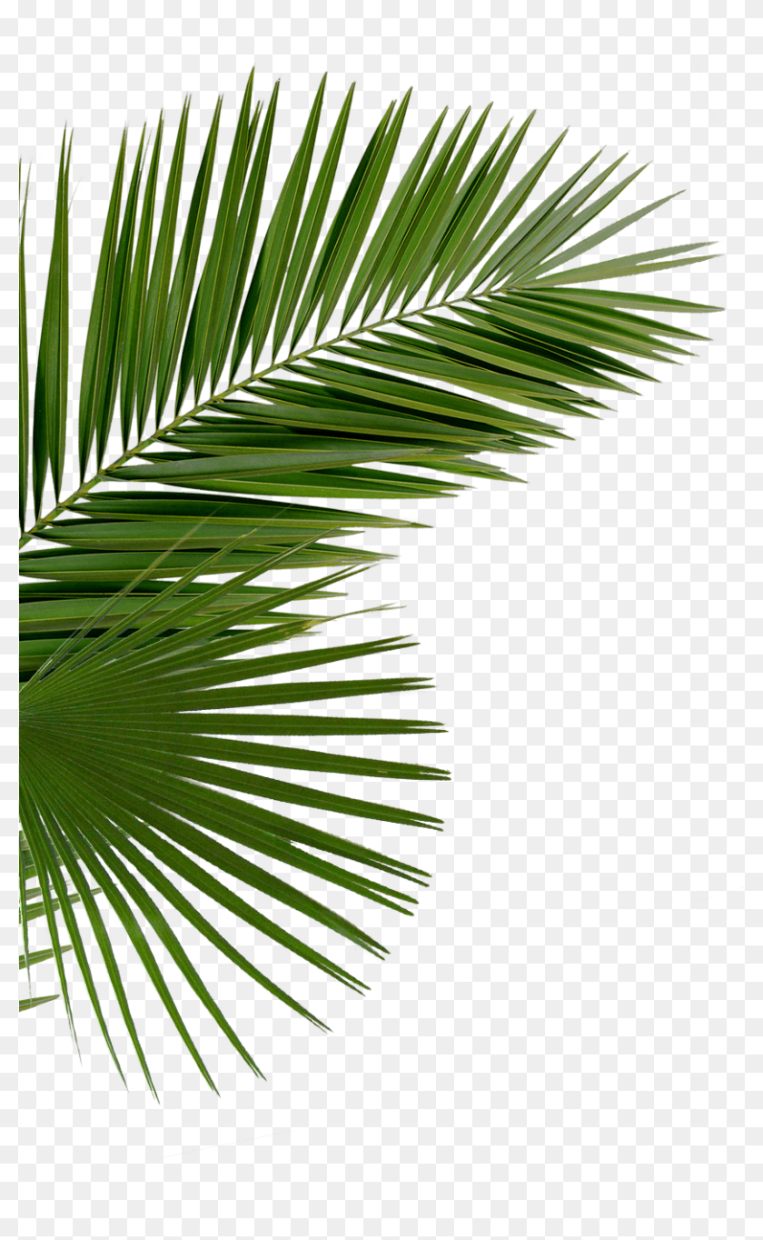 Hd Palms Png - Palm Tree Leaves Png Transparent, Png Download ...