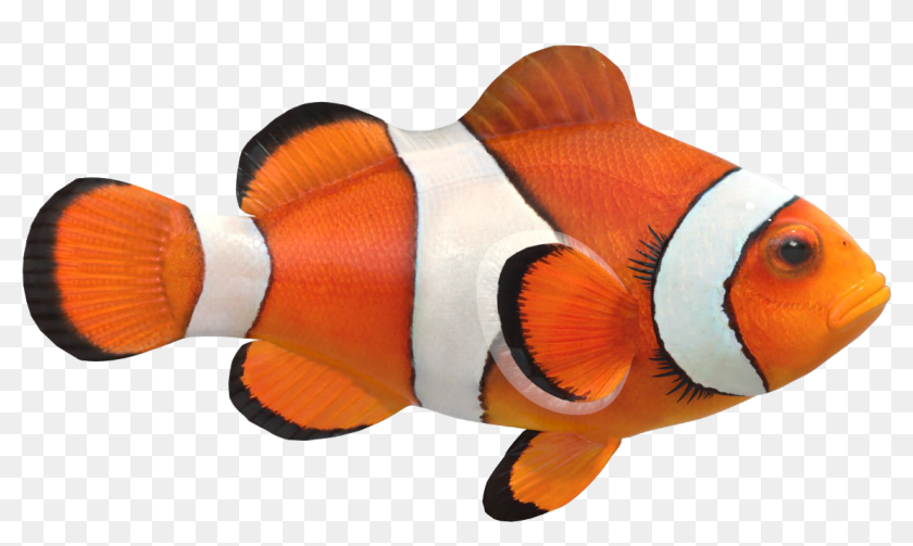 Download Clown Fish Png Image File Clown Fish Png File Transparent Png 1480x800 6916507 Pngfind