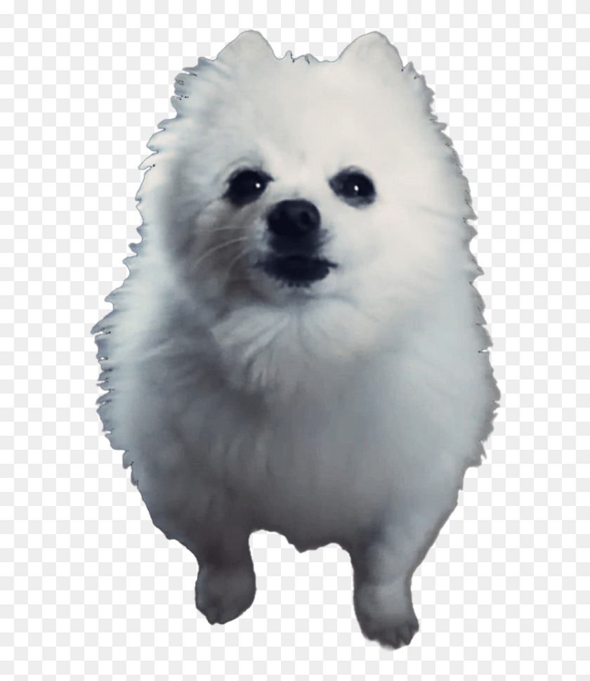 Dog Png Meme Gabe The Dog Png Transparent Png 800x1035 6930657 Pngfind - 25 best memes about doge roblox doge roblox memes