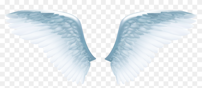 Angels Wing Hd Transparent, White Angel Wings And Feathers, Angel, Angel  Wings, White PNG Image For Free Download