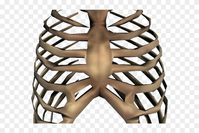 Rib Cage Png Transparent Images Rib Cage Png Download 640x480 76050 Pngfind