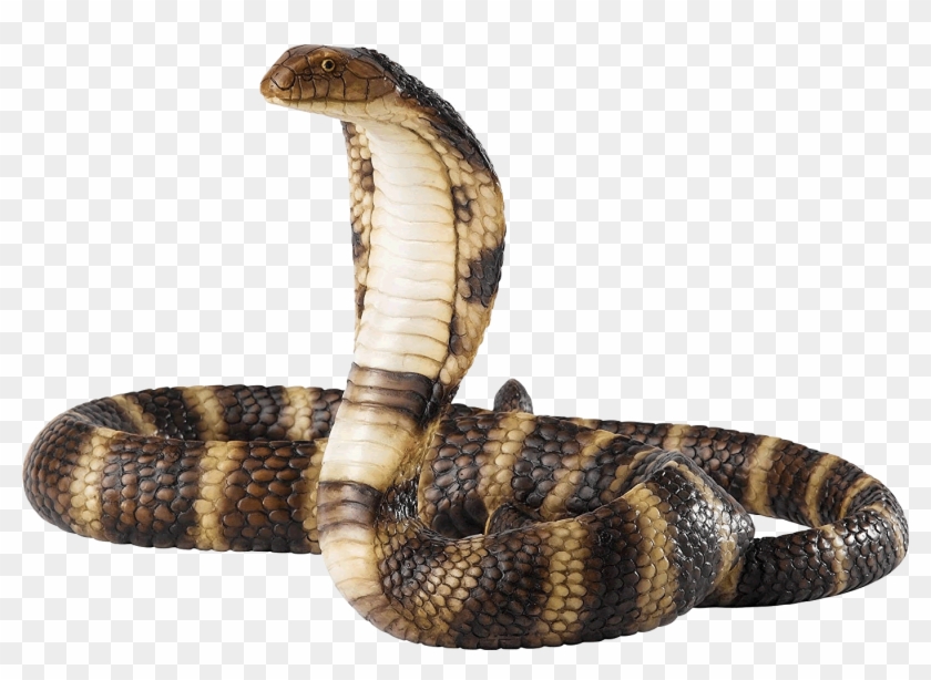 Cobra Png - Snake Png, Transparent Png - 1401x959(#706491) - PngFind