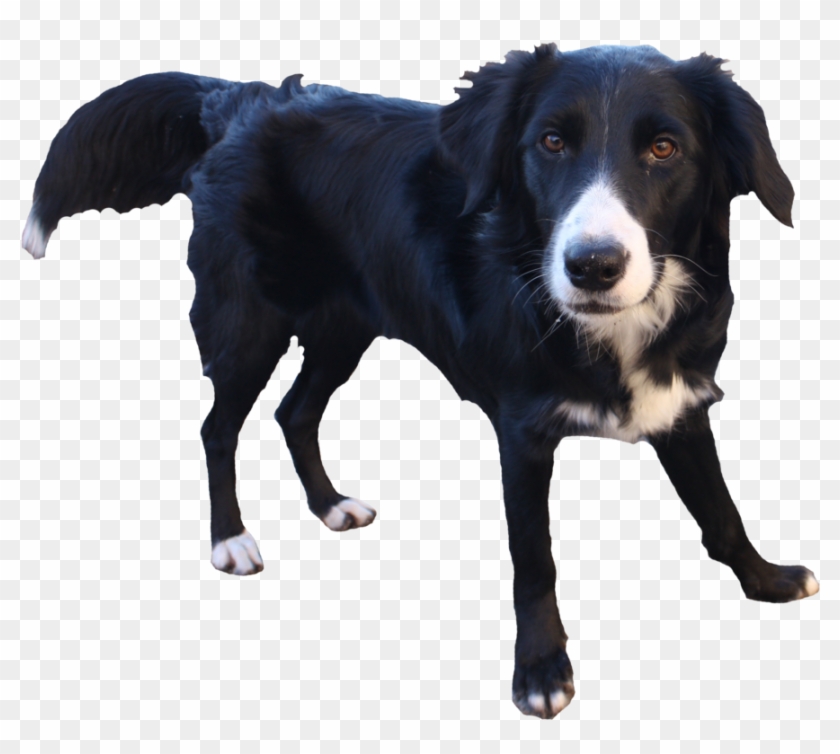 free clipart border collie