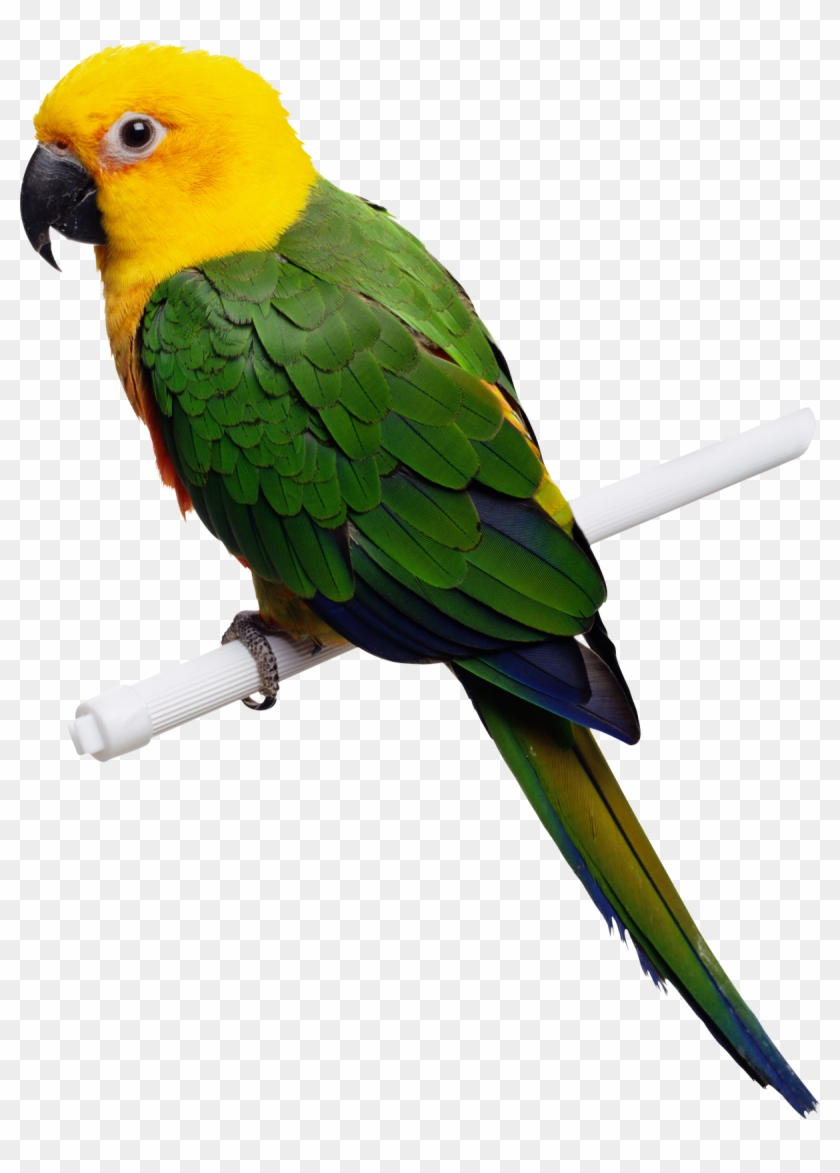 Birds Png Fils - Parrot Png, Transparent Png - 1186x1600(#736880) - PngFind