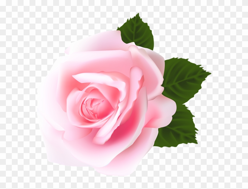 Rose Png - Gulab Png Full Hd, Transparent Png - 600x562(#738772) - PngFind