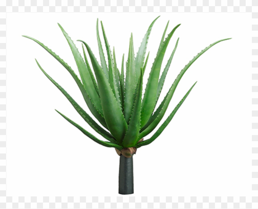 26 Agave Plant Green - Agave, HD Png Download - 800x800(#755486) - PngFind