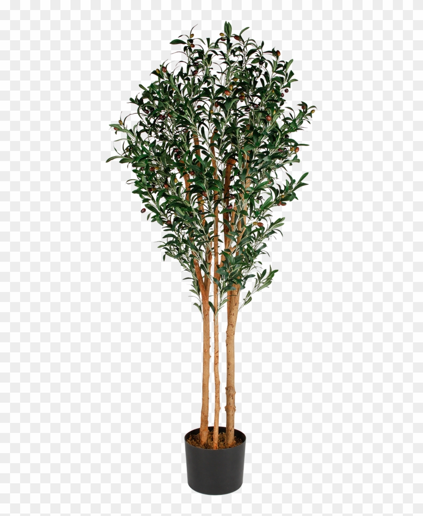 Artificial Olive Tree, HD Png Download - 423x945(#762468) - PngFind