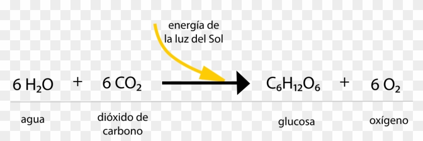 Ecuacion De La Fotosintesis