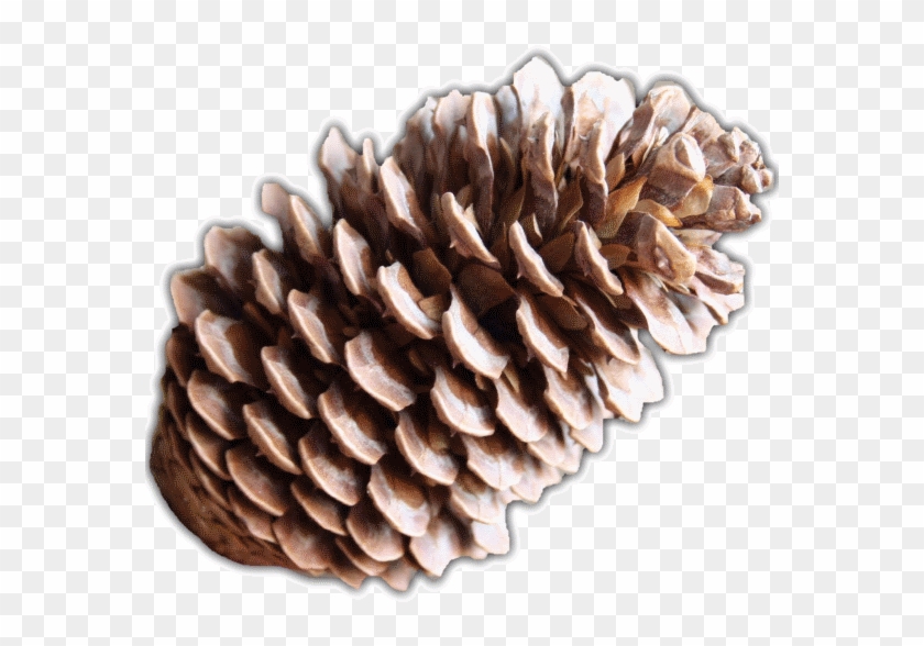 Pine Cones Png, Transparent Png - 576x578(#784687) - PngFind