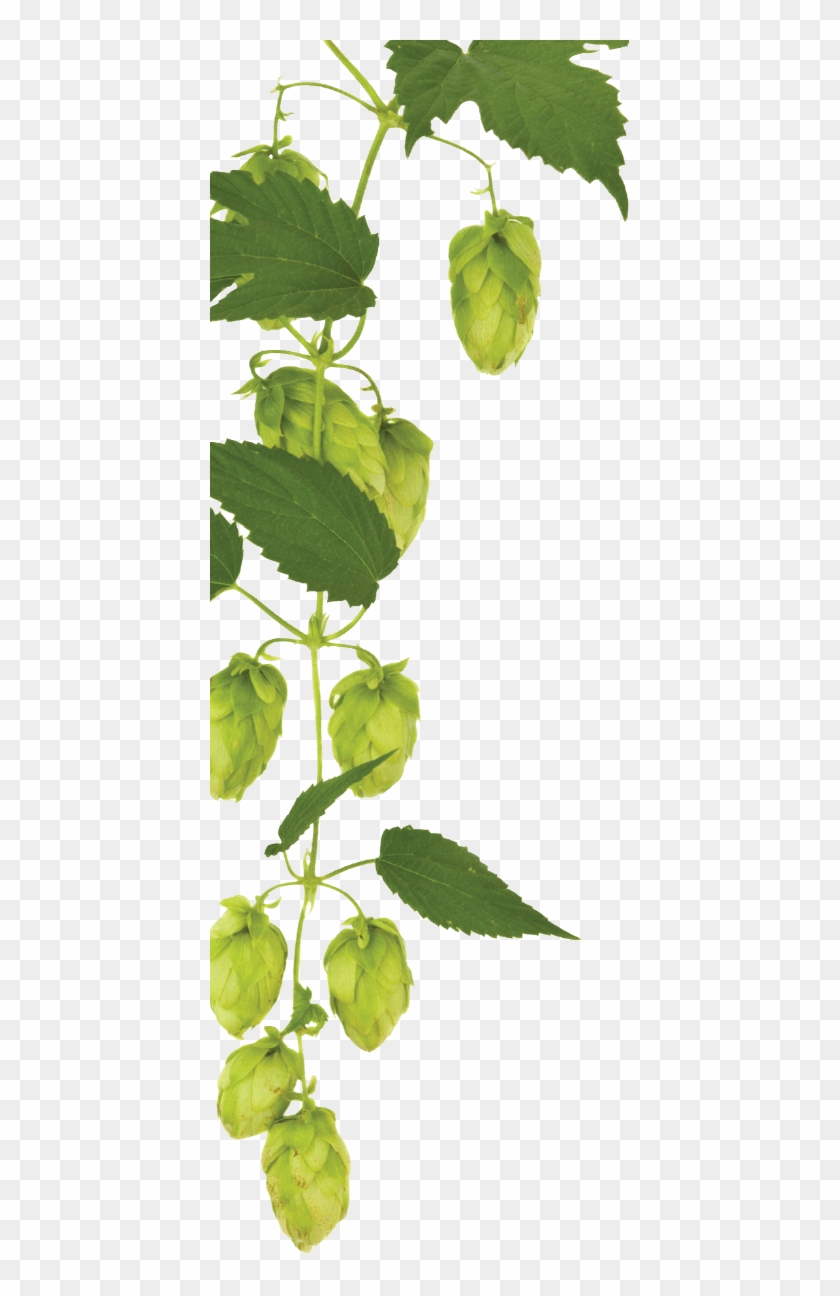 Hops On Tap - Tree, HD Png Download - 419x1216(#786463) - PngFind