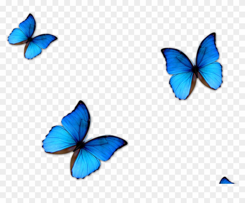 Phengaris Alcon - Hãy khám phá hình ảnh của Phengaris Alcon - một loài bướm đầy màu sắc và quý hiếm. Đây là loài bướm chỉ có ở Châu Âu và được biết đến với tên gọi \