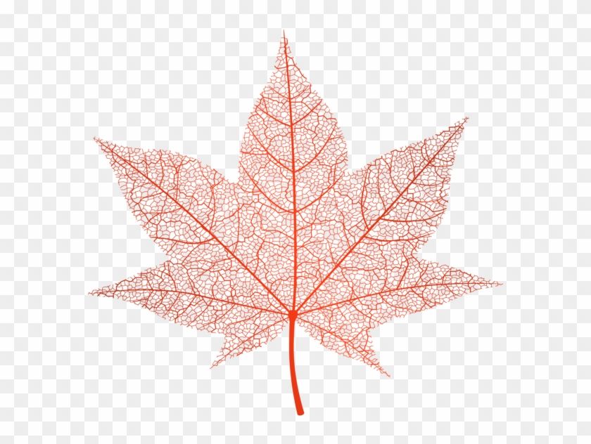 600 X 559 9 Transparent Autumn Leaf Png Png Download 600x559 85323 Pngfind - leaf pants roblox