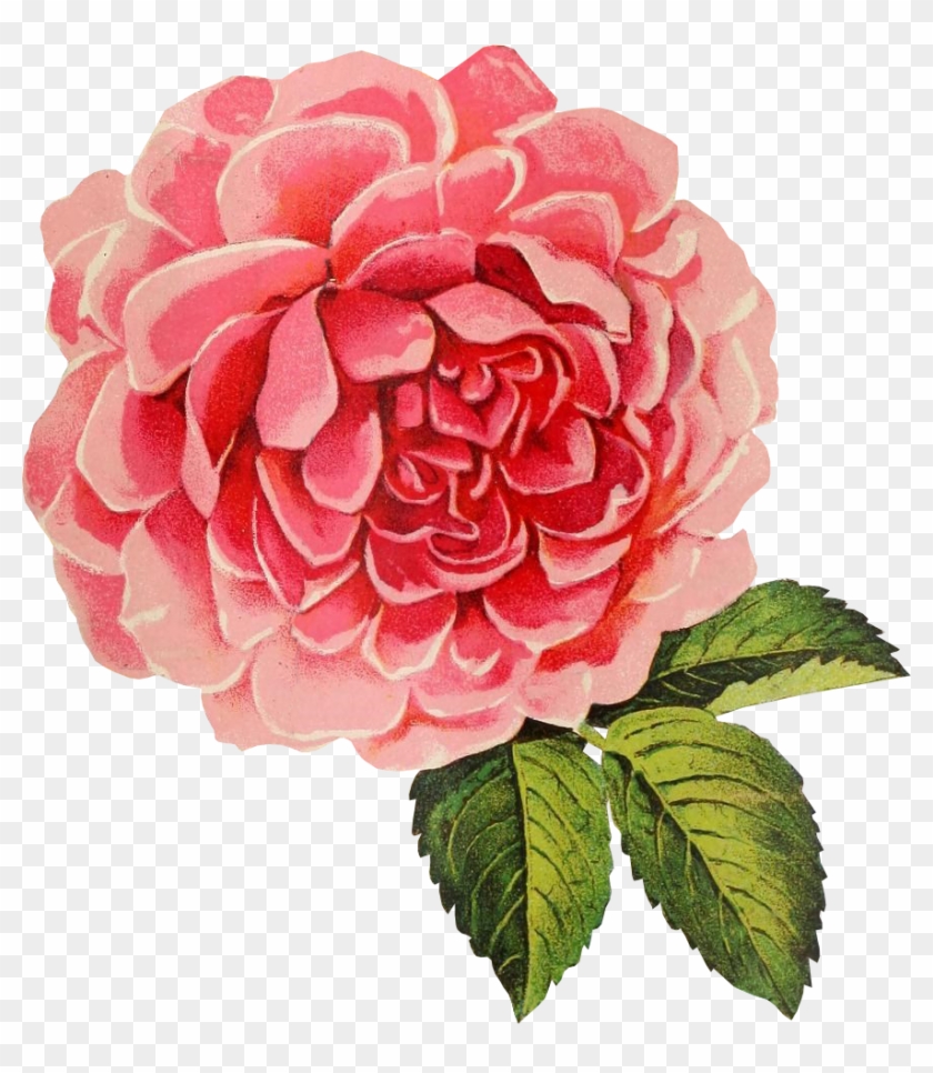 Download Vintage Rose Png Transparent Background Vintage Flower Png Png Download 876x966 86560 Pngfind