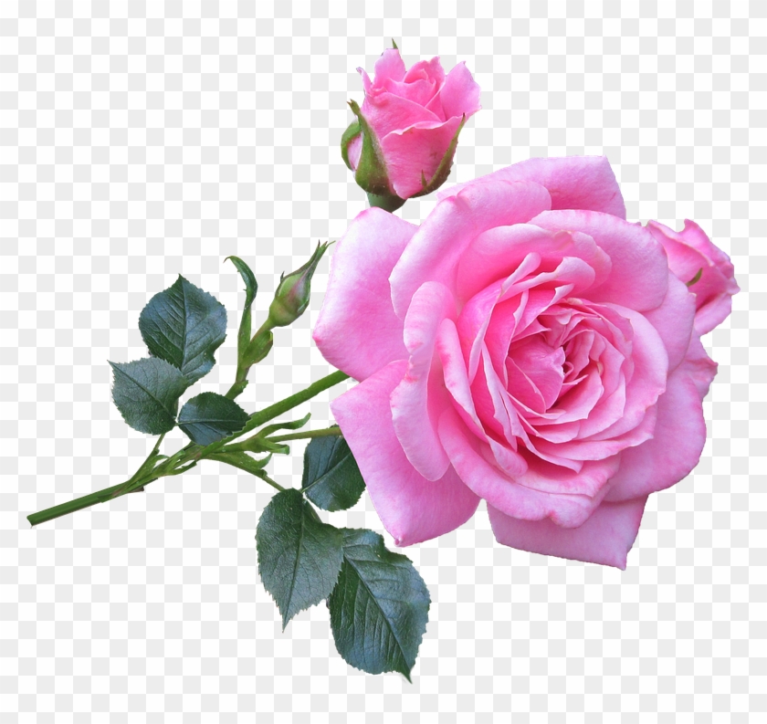 Picture Of A Pink Rose Good Morning Images With Rose Flowers Hd