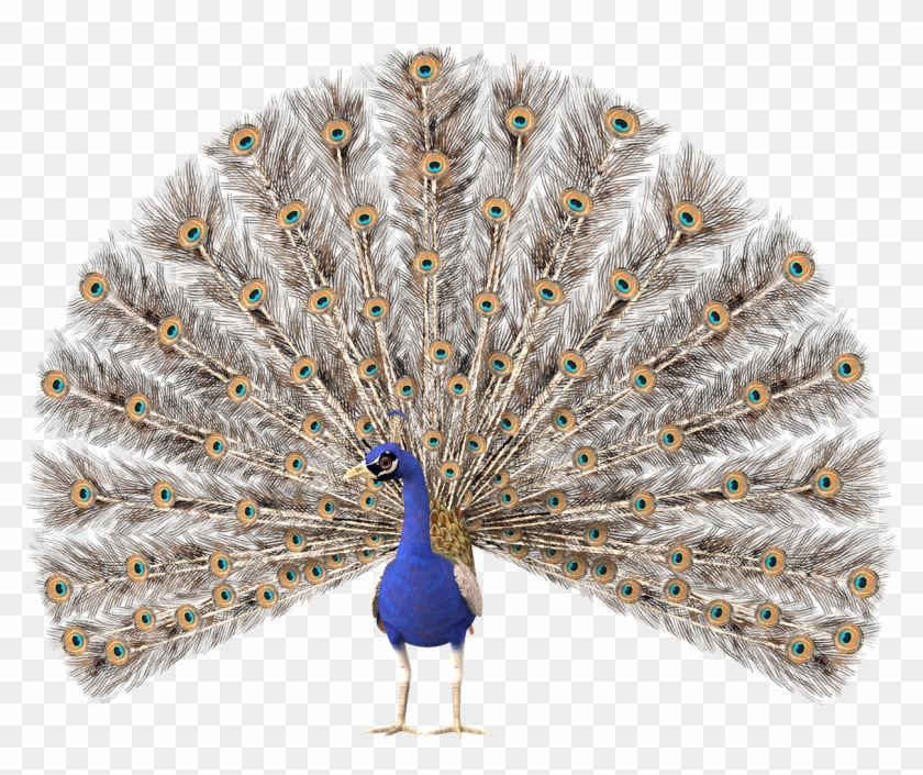 Feathers,pride,plumage - Peacock Hd No Background, HD Png Download -  1280x1066(#803315) - PngFind