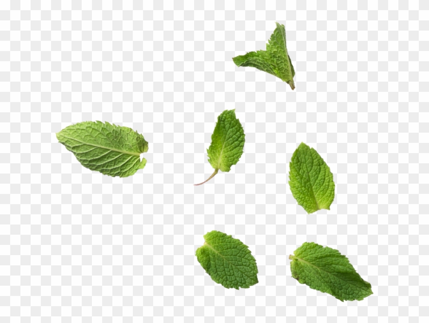Mint Leaves Transparent Mint Leaves Hd Png Download 866x650 Pngfind