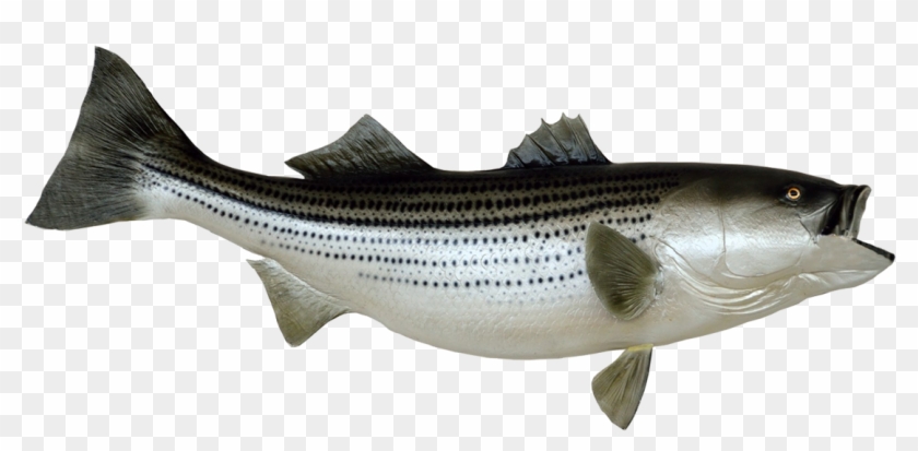Free Free 150 Striped Bass Svg Free SVG PNG EPS DXF File