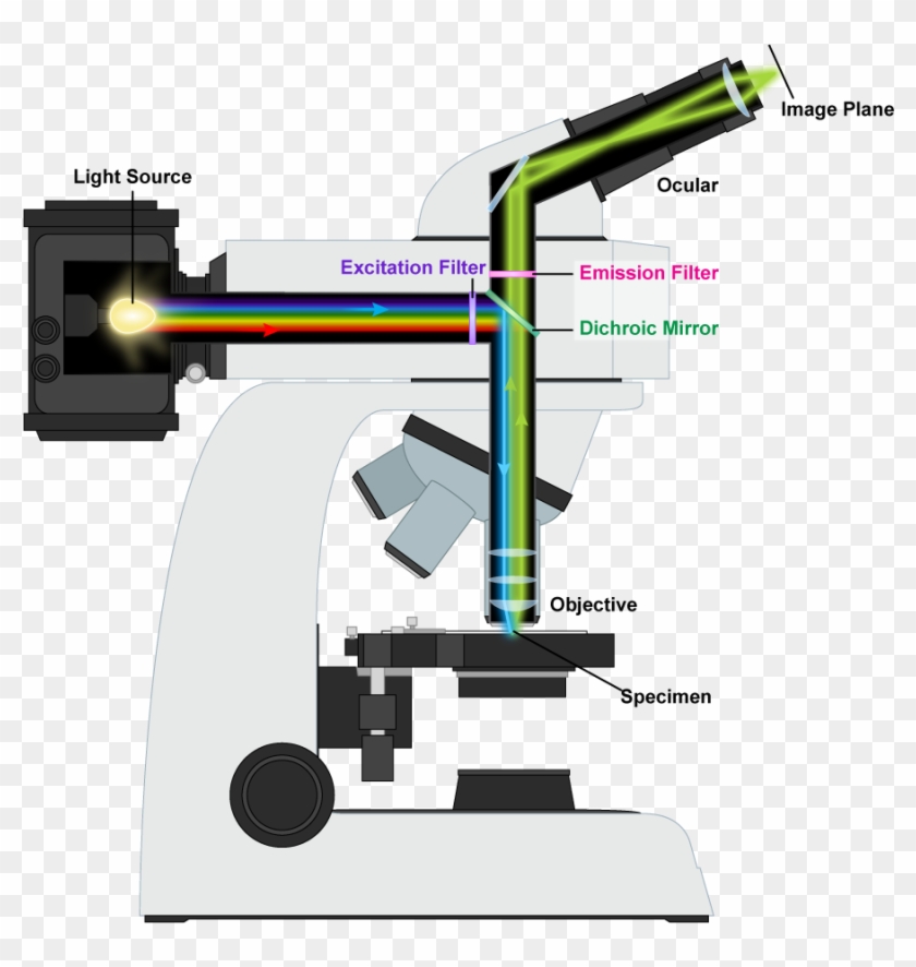 Fluorescence Microscope Diagram